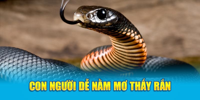 Con người dễ nằm mơ thấy rắn