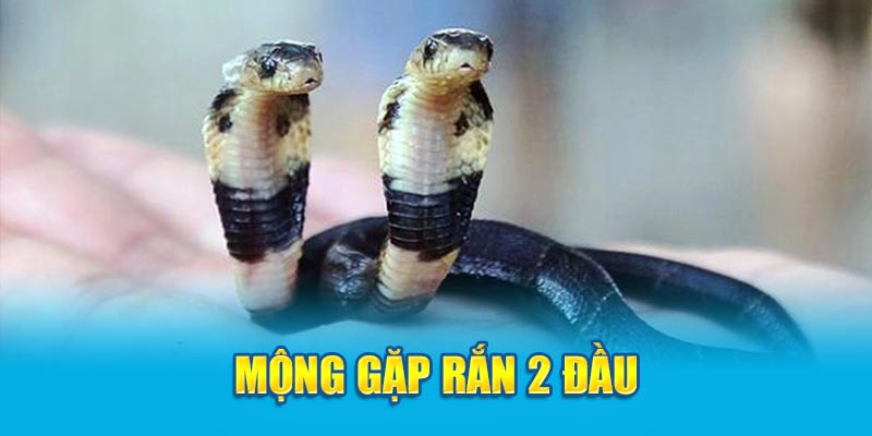 Mộng gặp rắn 2 đầu