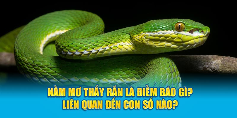 Nằm mơ thấy rắn