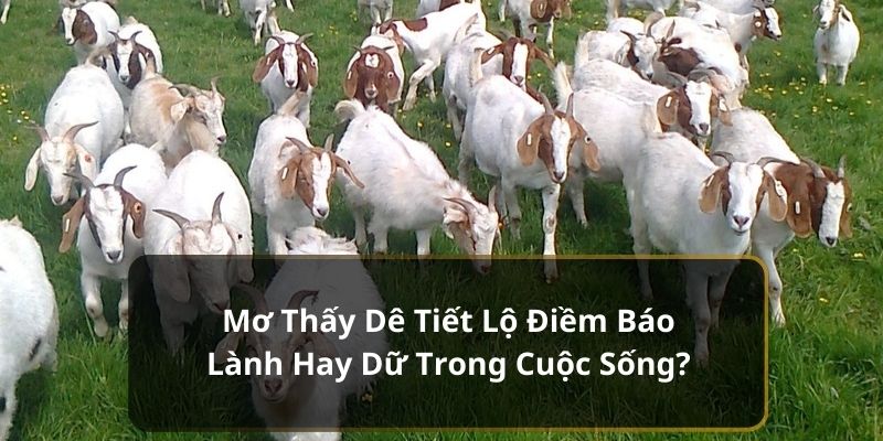 Mơ thấy dê